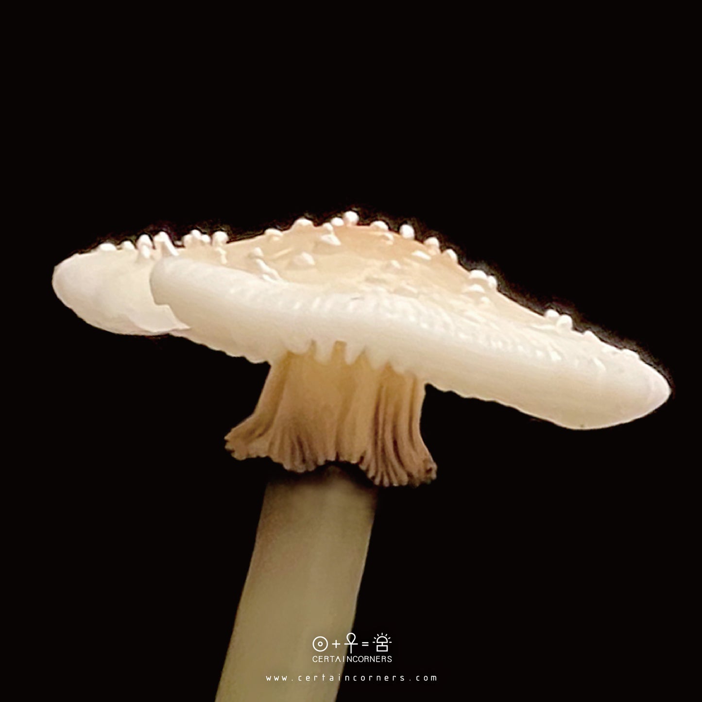 蘑菇雕塑輕觸式可調控小夜燈 - 殘托鵝膏 Forest Canister Lamp - Amanita Sychnopyramis