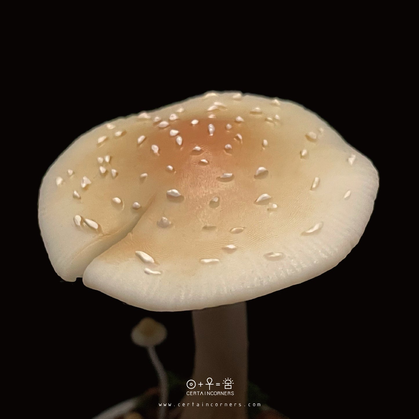 蘑菇雕塑輕觸式可調控小夜燈 - 殘托鵝膏 Forest Canister Lamp - Amanita Sychnopyramis